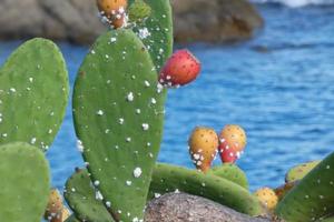 spinoso Pera con spinoso pere, un' pianta a partire dal meridionale Europa e nord Africa. foto