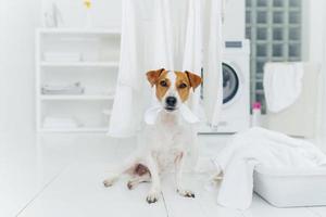 cane bianco e marrone morde la biancheria lavata appesa all'asciugatrice, si siede sul pavimento nella lavanderia vicino al bacino pieno di asciugamani. casa e lavaggio. foto