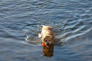 cane giocando e bagnarsi nel il mare nel il presto mattina ore. foto