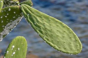 spinoso Pera con spinoso pere, un' pianta a partire dal meridionale Europa e nord Africa. foto