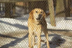 cane è dietro a barre. canile per cani. foto