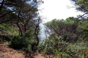 costa con rocce e blu mare pieno di alberi quello raggiungere quasi per il mare. foto