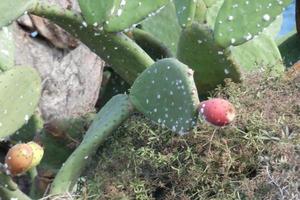 spinoso Pera con spinoso pere, un' pianta a partire dal meridionale Europa e nord Africa. foto