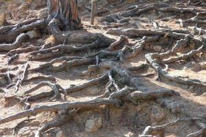 pini, rocce e scogliere su il catalano costa brava nel il mediterraneo mare foto