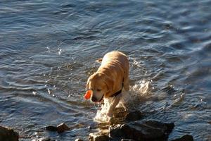 cane giocando e bagnarsi nel il mare nel il presto mattina ore. foto