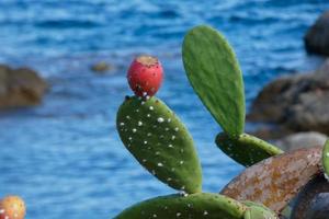 spinoso Pera con spinoso pere, un' pianta a partire dal meridionale Europa e nord Africa. foto