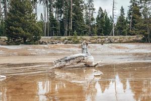 Driftwood a fango pentole in mezzo geotermico terra nel foresta a nazionale parco foto