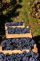 fresco uva nel casse raccolto a partire dal il vigneto. uva pronto per consegna o esportare a partire dal il repubblica di moldova. foto