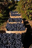 fresco uva nel casse raccolto a partire dal il vigneto. uva pronto per consegna o esportare a partire dal il repubblica di moldova. foto