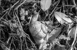 grande lumaca da giardino in guscio che striscia sulla strada bagnata affrettati a casa foto