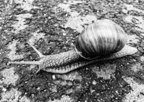 grande lumaca da giardino in guscio che striscia sulla strada bagnata affrettati a casa foto