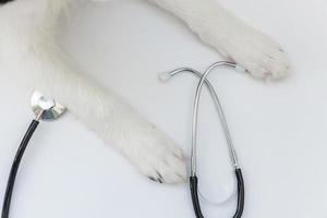 cucciolo di cane border collie zampe e stetoscopio isolati su sfondo bianco. cagnolino alla reception presso il medico veterinario in clinica veterinaria foto