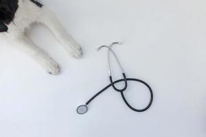 cucciolo di cane border collie zampe e stetoscopio isolati su sfondo bianco. cagnolino alla reception presso il medico veterinario in clinica veterinaria foto