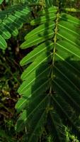 mimosa pudica riflessa nel il ombre nel il giorno foto