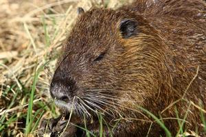 il nutria vite su hula lago nel settentrionale Israele. foto