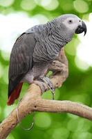 il grigio pappagallo, psittacus eritaco, congo grigio pappagallo, congo africano grigio pappagallo o africano grigio pappagallo isolato su verde bogeh sfondo. foto