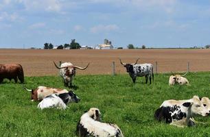 azienda agricola nel Lancaster contea Pennsylvania con Longhorn mucche foto