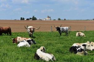 bestiame su un' azienda agricola nel Lancaster contea Pennsylvania foto