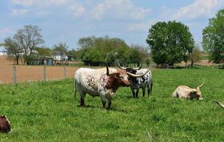 corna lunghe mucche su un' azienda agricola nel Lancaster contea Pennsylvania foto