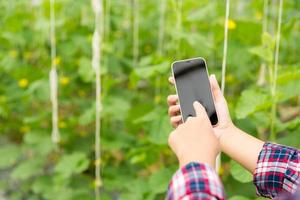 Internet di le cose, IoT con agricoltura inteligente concetto. agricoltura e moderno tecnologia siamo Usato per gestire raccolti. controllo il produzione per essere efficace per risolvere produttivo i problemi. attività commerciale melone. foto