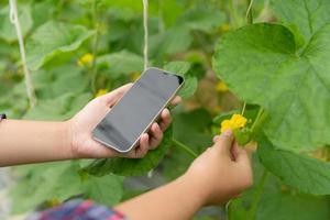 Internet di le cose, IoT con agricoltura inteligente concetto. agricoltura e moderno tecnologia siamo Usato per gestire raccolti. controllo il produzione per essere efficace per risolvere produttivo i problemi. attività commerciale melone. foto