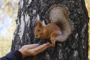 un' persone prendere cura di il nutrizione di il scoiattolo di alimentazione esso con noccioline a partire dal il palma di loro mano foto
