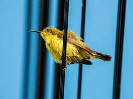 oliva sostenuta uccello solare, dal ventre giallo sunbird nel il giardino foto