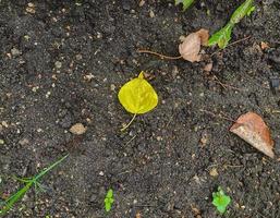 autunno le foglie foto