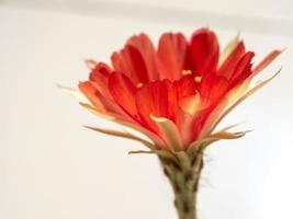 petalo delicato di colore rosso con soffice peloso di fiore di cactus echinopsis foto