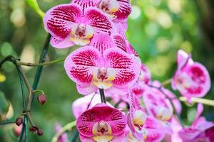 bellissimo phalaenopsis orchidea fiore fioritura nel giardino floreale sfondo