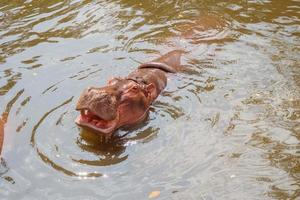 Comune ippopotamo ippopotamo amphibius vicino su foto