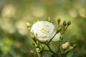 bellissimo bianca Rose fiore nel il giardino foto