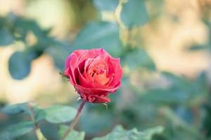 bellissimo rosso Rose fiore nel il giardino foto