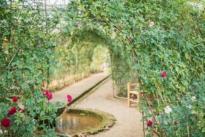 bellissimo colorato Rose fiore nel il giardino foto