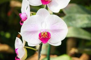 bellissimo phalaenopsis orchidea fiore fioritura nel giardino floreale sfondo foto