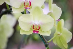 bellissimo phalaenopsis orchidea fiore fioritura nel giardino floreale sfondo