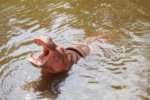 Comune ippopotamo ippopotamo amphibius vicino su foto