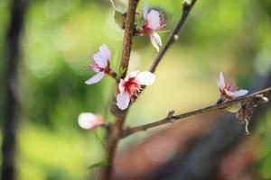 Cinese prugna fiore fiorire vicino su foto