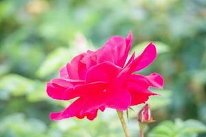 bellissimo rosso Rose fiore nel il giardino foto