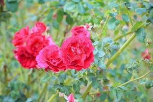 bellissimo rosso Rose fiore nel il giardino foto