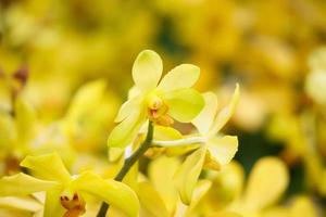 bellissimo vanda orchidea fiore fioritura nel giardino floreale sfondo foto