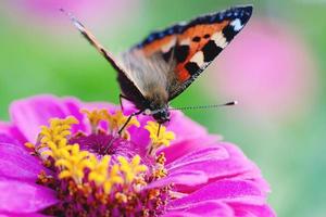 farfalla foraggiamento nel il giardino, tartaruga farfalla - aglais orticaria, nymphalis urticae avvicinamento foto