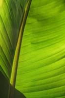 il struttura di un' tropicale Banana palma foglia con un' soleggiato incandescenza. foto