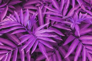 il struttura di bellissimo pianta le foglie è colorato nel blu e viola-rosa toni. foto