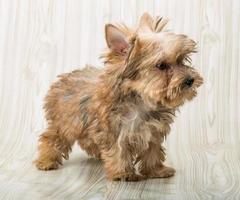 cane yorkshire terrier foto