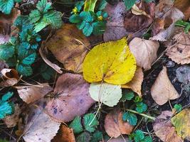 autunno le foglie foto