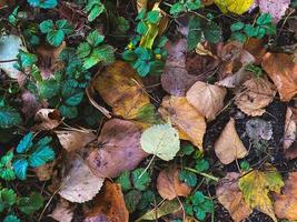 autunno le foglie foto