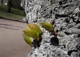 il primo primavera le foglie foto