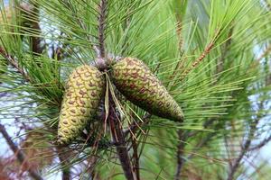 coni su il rami di un' libanese cedro nel un' città parco nel settentrionale Israele. foto