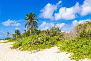 caraibico spiaggia abete palma alberi nel giungla foresta natura Messico.